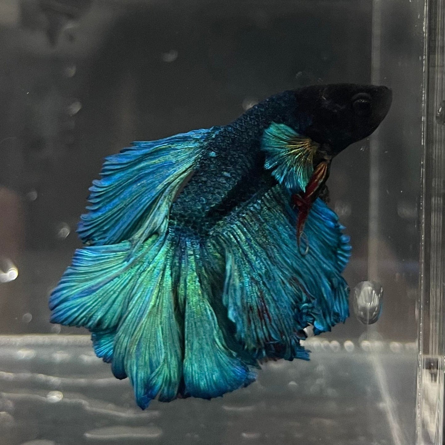 the-fish-farm Male Betta Male Betta - One Only - 7 Choose your favourite Male Betta from The Fish Farm Australia