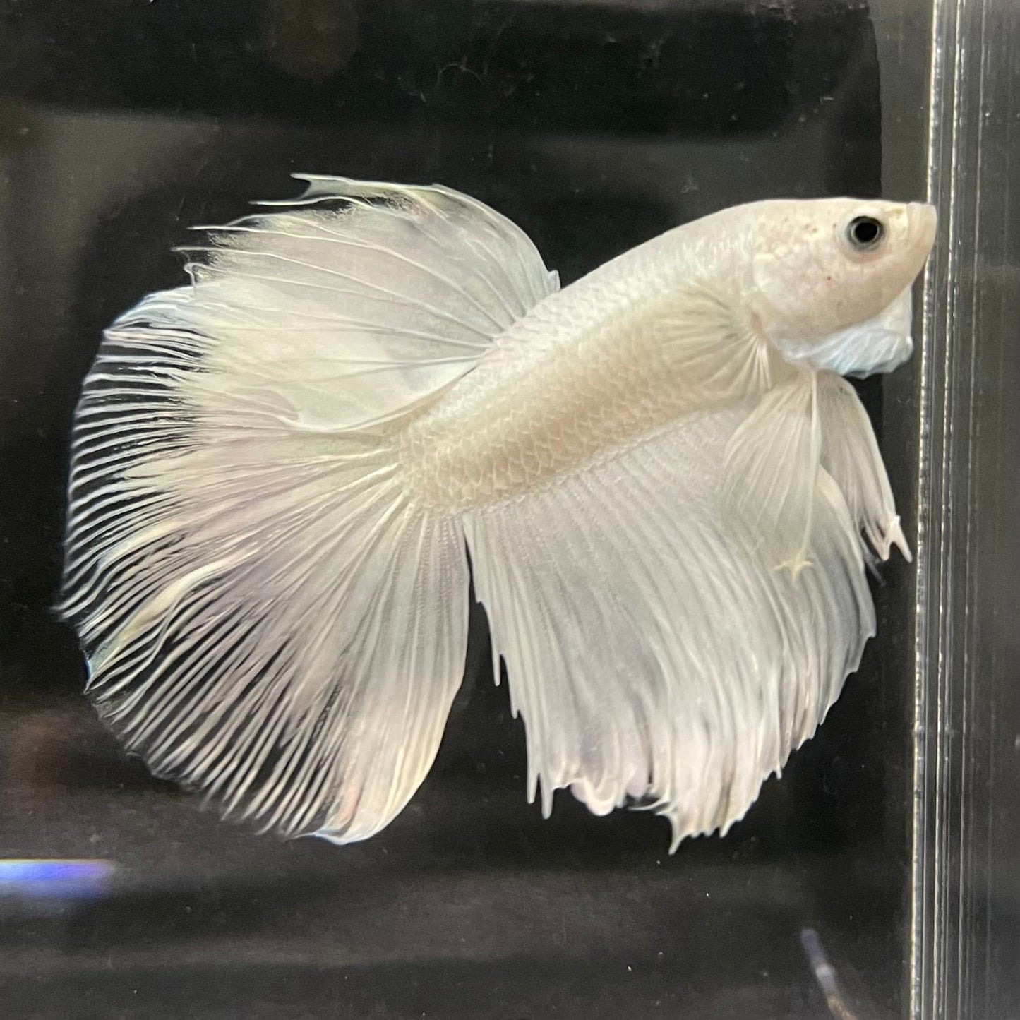the-fish-farm Male Betta Male Betta - One Only - 7 Choose your favourite Male Betta from The Fish Farm Australia