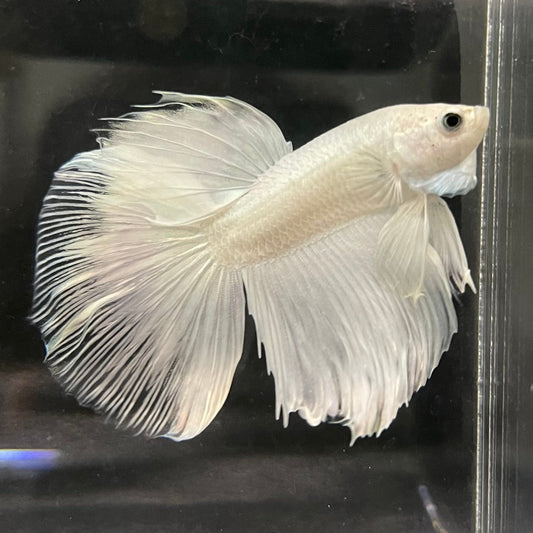 the-fish-farm Male Betta Male Betta - One Only - 7 Choose your favourite Male Betta from The Fish Farm Australia