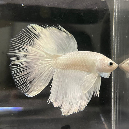 the-fish-farm Male Betta Male Betta - One Only - 7 Choose your favourite Male Betta from The Fish Farm Australia