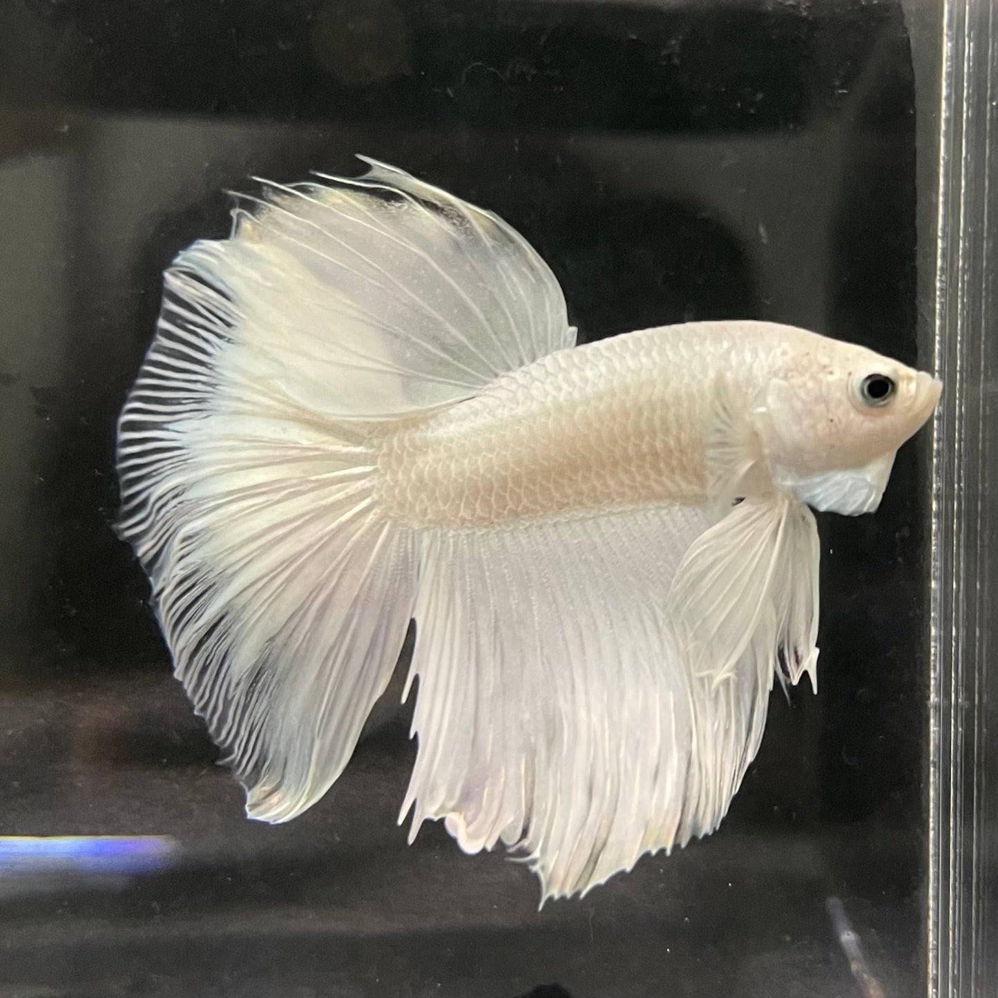 the-fish-farm Male Betta Male Betta - One Only - 7 Choose your favourite Male Betta from The Fish Farm Australia