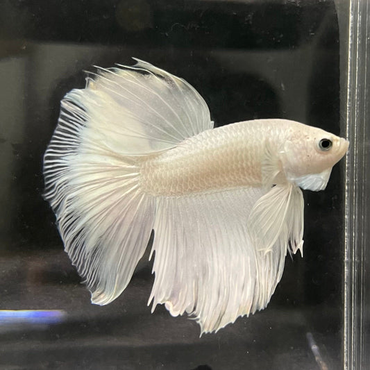 the-fish-farm Male Betta Male Betta - One Only - 7 Choose your favourite Male Betta from The Fish Farm Australia