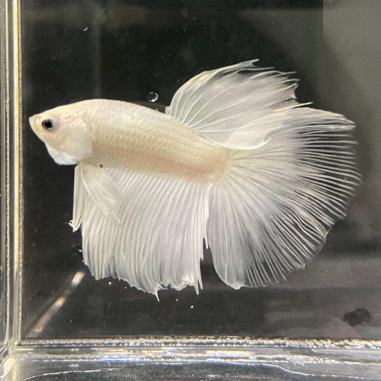 the-fish-farm Male Betta Male Betta - One Only - 7 Choose your favourite Male Betta from The Fish Farm Australia