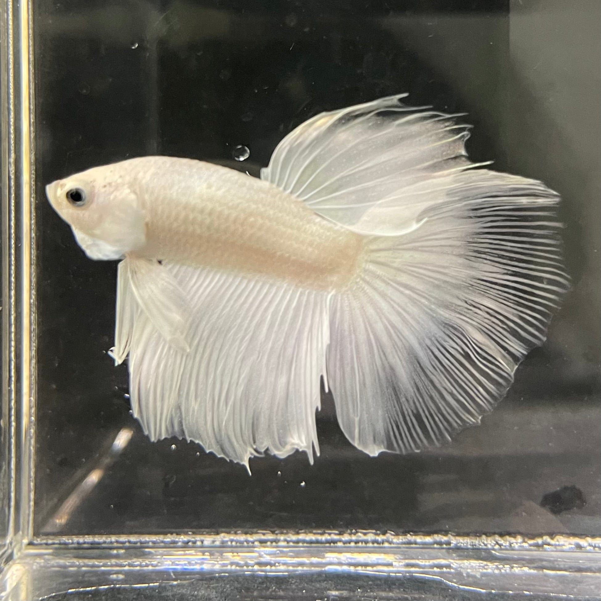 the-fish-farm Male Betta Male Betta - One Only - 7 Choose your favourite Male Betta from The Fish Farm Australia
