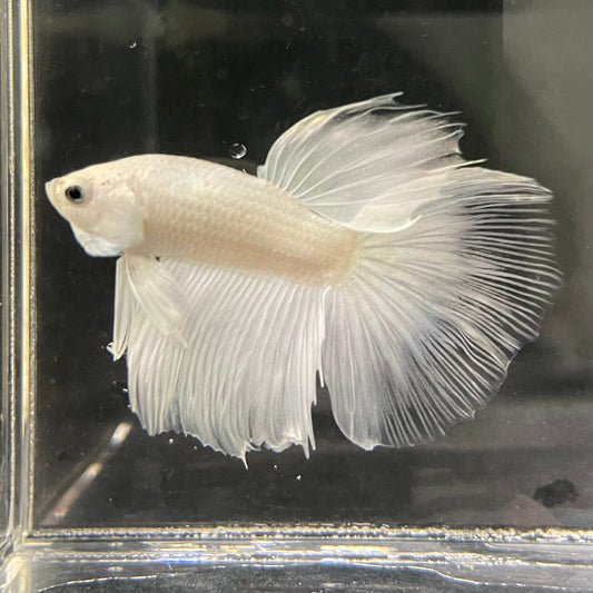 the-fish-farm Male Betta Male Betta - One Only - 7 Choose your favourite Male Betta from The Fish Farm Australia