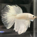 the-fish-farm Male Betta Male Betta - One Only - 7 Choose your favourite Male Betta from The Fish Farm Australia