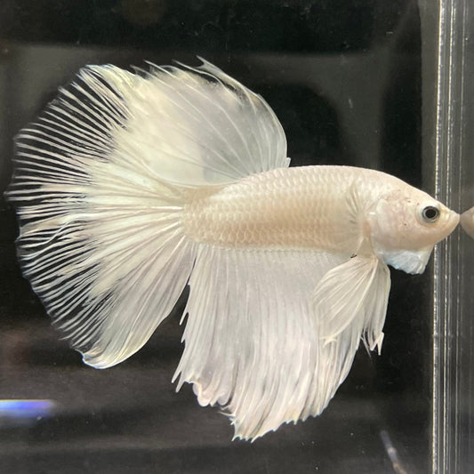 the-fish-farm Male Betta Male Betta - One Only - 7 Choose your favourite Male Betta from The Fish Farm Australia