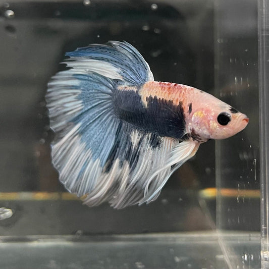 the-fish-farm Male Betta Male Betta - One Only - 7 Choose your favourite Male Betta from The Fish Farm Australia