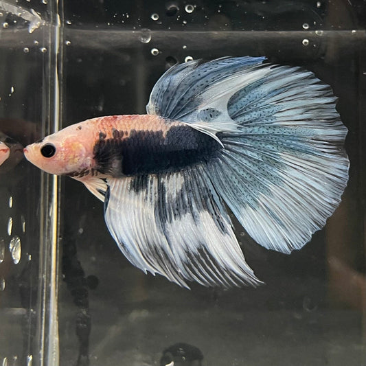 the-fish-farm Male Betta Male Betta - One Only - 7 Choose your favourite Male Betta from The Fish Farm Australia