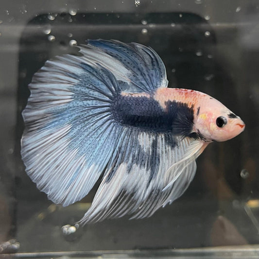 the-fish-farm Male Betta Male Betta - One Only - 7 Choose your favourite Male Betta from The Fish Farm Australia