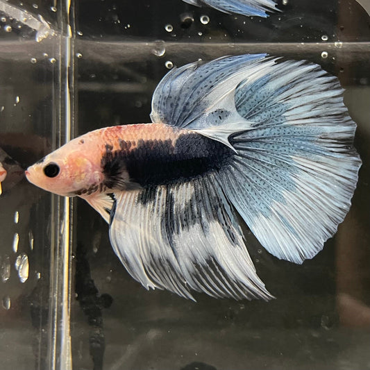 the-fish-farm Male Betta Male Betta - One Only - 7 Choose your favourite Male Betta from The Fish Farm Australia