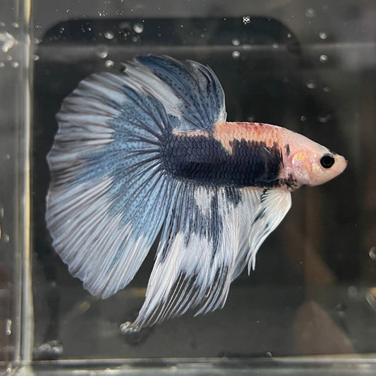 the-fish-farm Male Betta Male Betta - One Only - 7 Choose your favourite Male Betta from The Fish Farm Australia