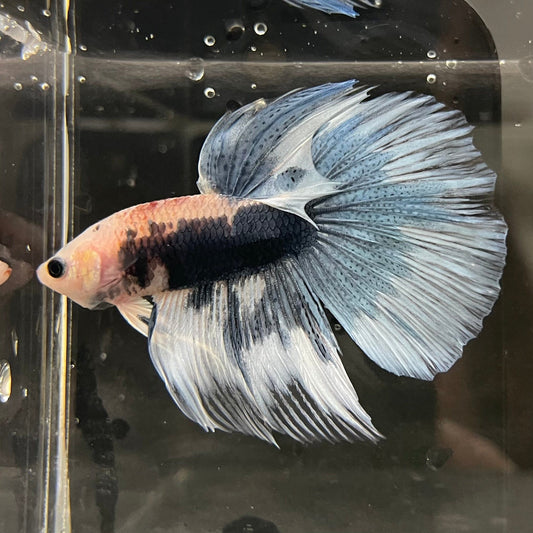 the-fish-farm Male Betta Male Betta - One Only - 7 Choose your favourite Male Betta from The Fish Farm Australia
