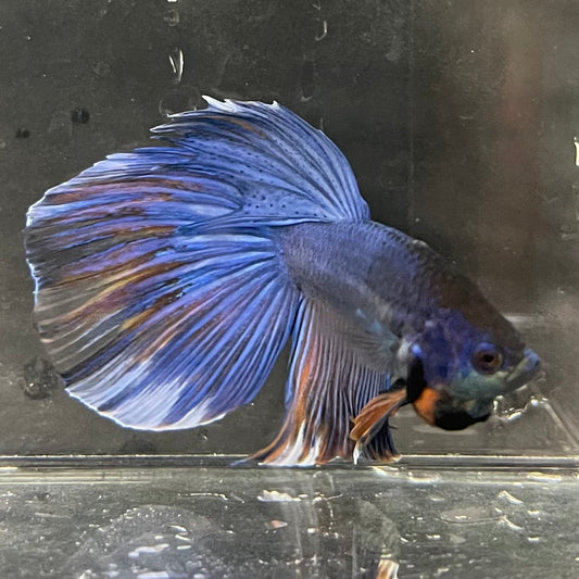the-fish-farm Male Betta Male Betta - One Only - 7 Choose your favourite Male Betta from The Fish Farm Australia
