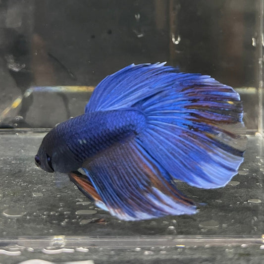 the-fish-farm Male Betta Male Betta - One Only - 7 Choose your favourite Male Betta from The Fish Farm Australia