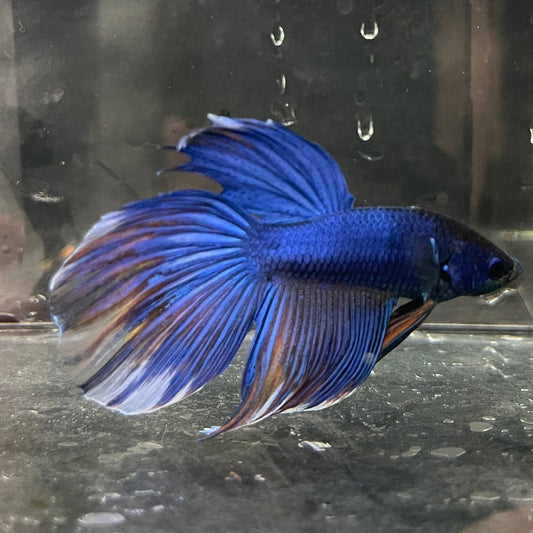 the-fish-farm Male Betta Male Betta - One Only - 7 Choose your favourite Male Betta from The Fish Farm Australia