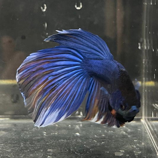 the-fish-farm Male Betta Male Betta - One Only - 7 Choose your favourite Male Betta from The Fish Farm Australia