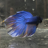 the-fish-farm Male Betta Male Betta - One Only - 7 Choose your favourite Male Betta from The Fish Farm Australia