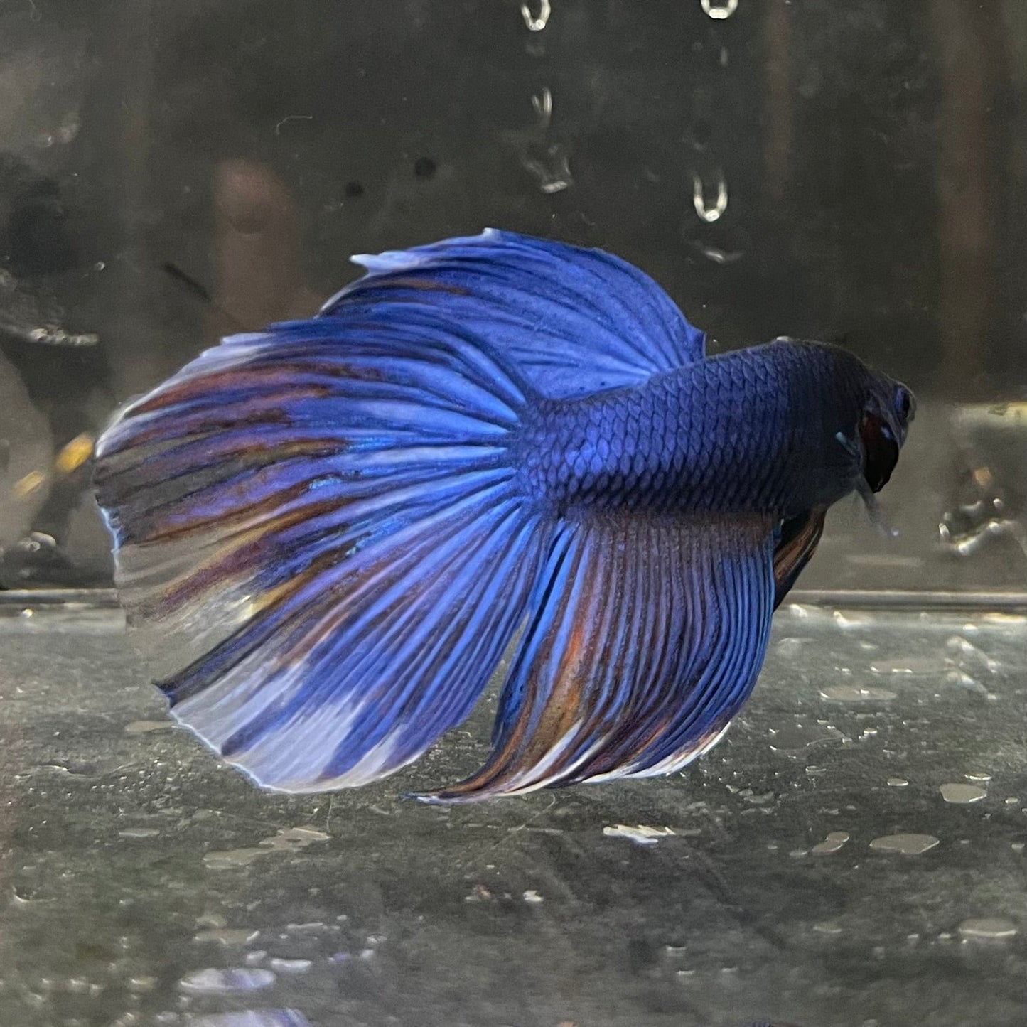 the-fish-farm Male Betta Male Betta - One Only - 7 Choose your favourite Male Betta from The Fish Farm Australia