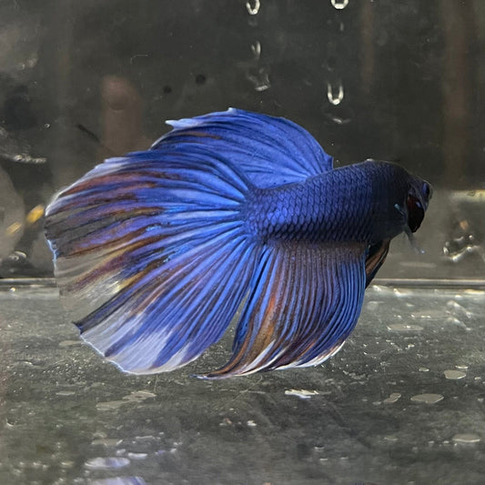 the-fish-farm Male Betta Male Betta - One Only - 7 Choose your favourite Male Betta from The Fish Farm Australia