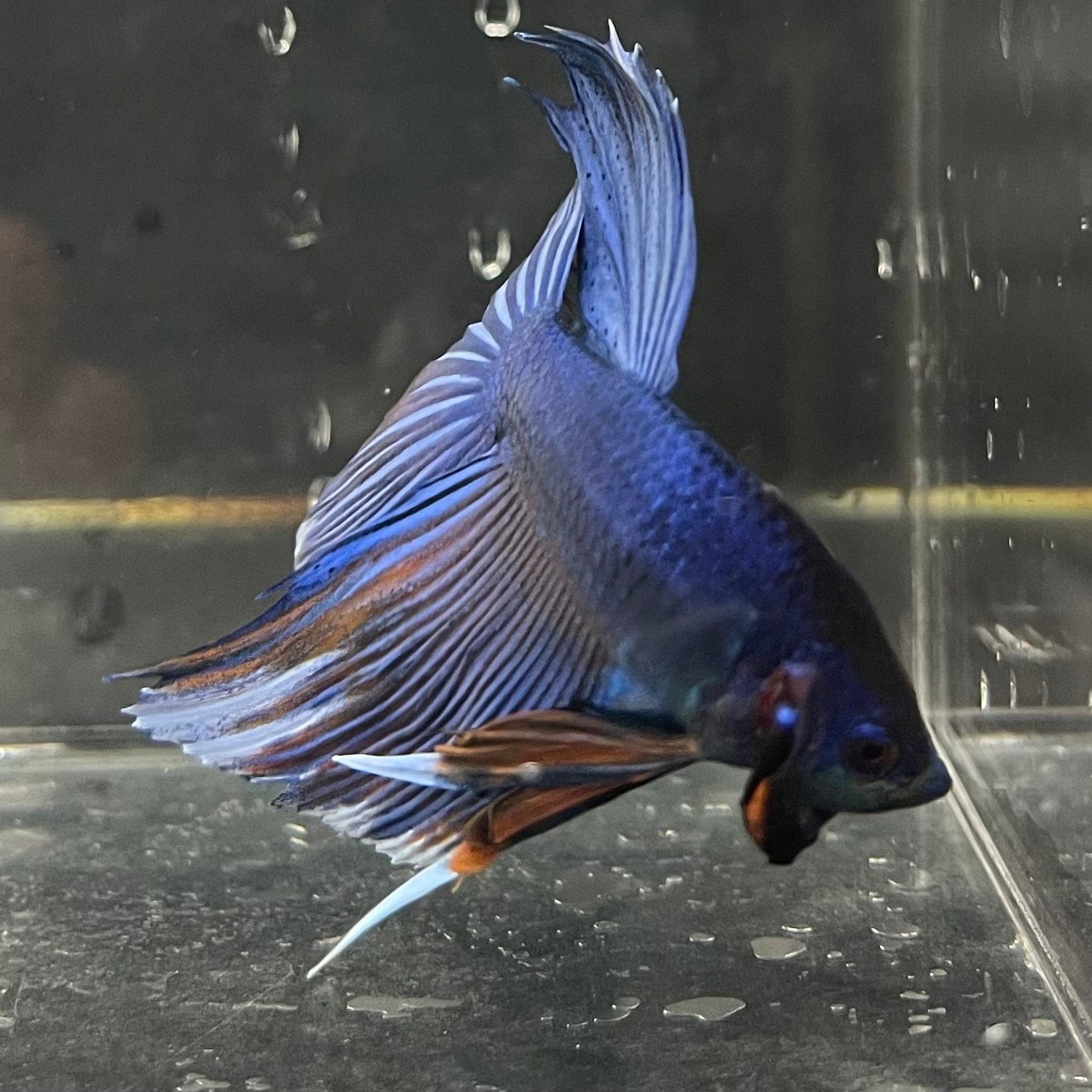 the-fish-farm Male Betta Male Betta - One Only - 7 Choose your favourite Male Betta from The Fish Farm Australia
