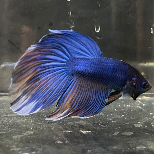 the-fish-farm Male Betta Male Betta - One Only - 7 Choose your favourite Male Betta from The Fish Farm Australia