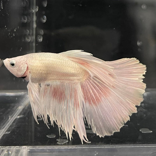 the-fish-farm Male Betta Male Betta - One Only - 7 Choose your favourite Male Betta from The Fish Farm Australia