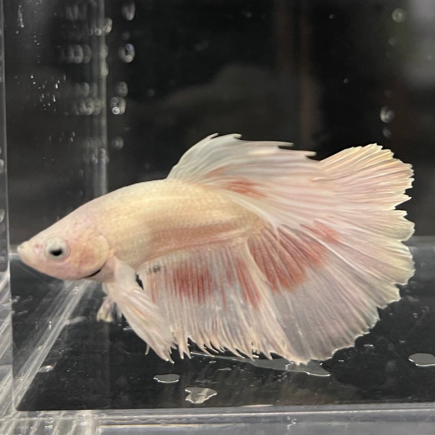 the-fish-farm Male Betta Male Betta - One Only - 7 Choose your favourite Male Betta from The Fish Farm Australia