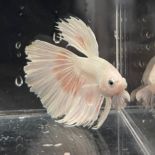 the-fish-farm Male Betta Male Betta - One Only - 7 Choose your favourite Male Betta from The Fish Farm Australia