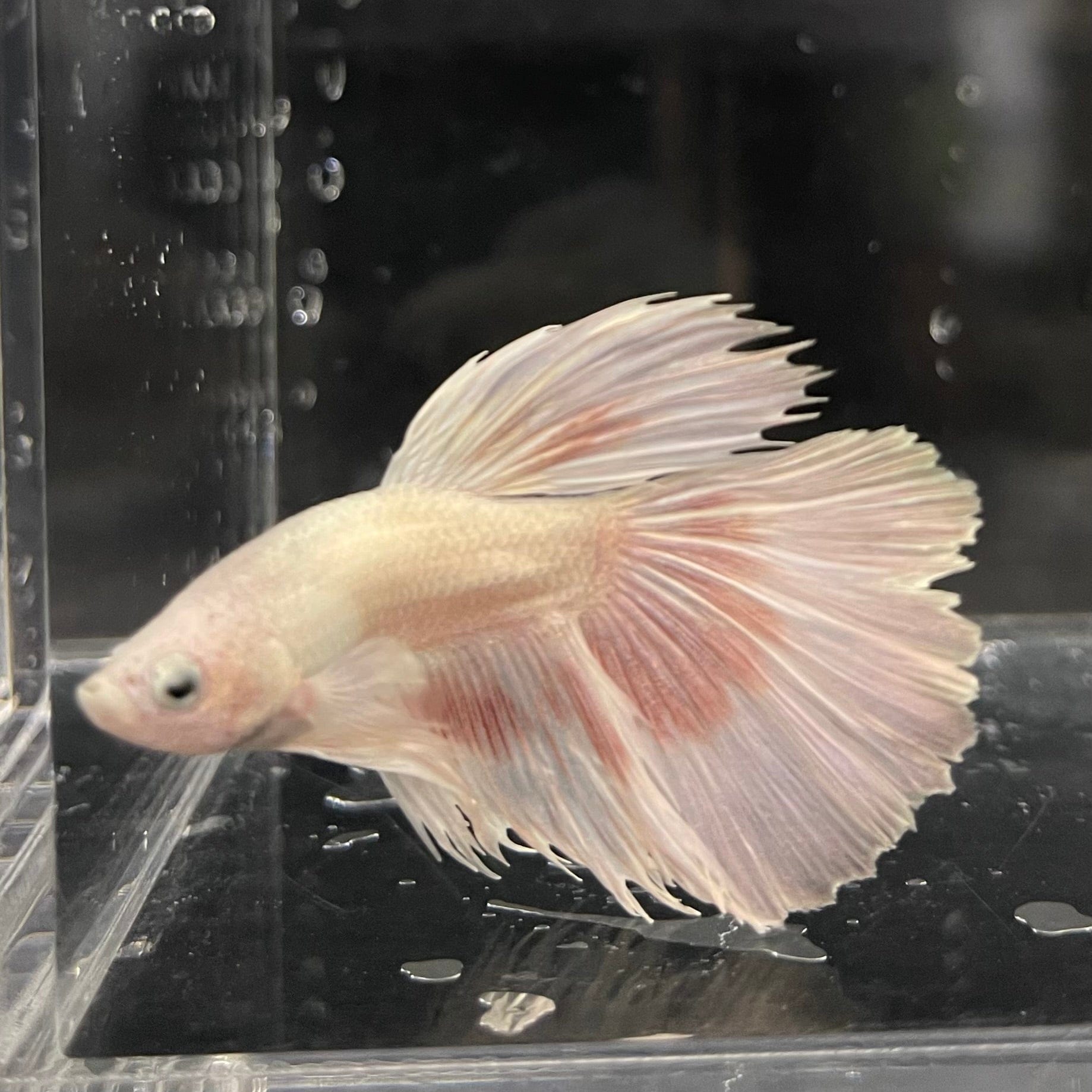 the-fish-farm Male Betta Male Betta - One Only - 7 Choose your favourite Male Betta from The Fish Farm Australia