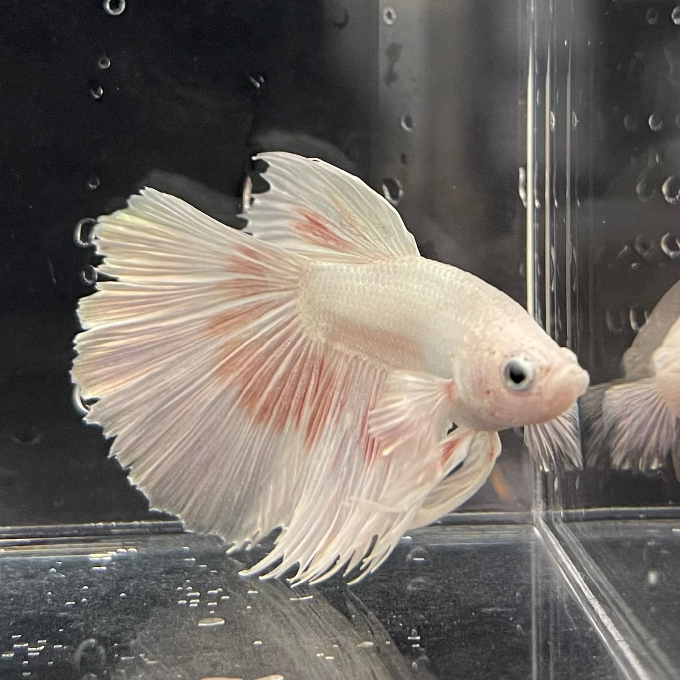 the-fish-farm Male Betta Male Betta - One Only - 7 Choose your favourite Male Betta from The Fish Farm Australia