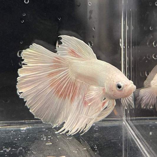 the-fish-farm Male Betta Male Betta - One Only - 7 Choose your favourite Male Betta from The Fish Farm Australia