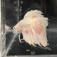 the-fish-farm Male Betta Male Betta - One Only - 7 Choose your favourite Male Betta from The Fish Farm Australia