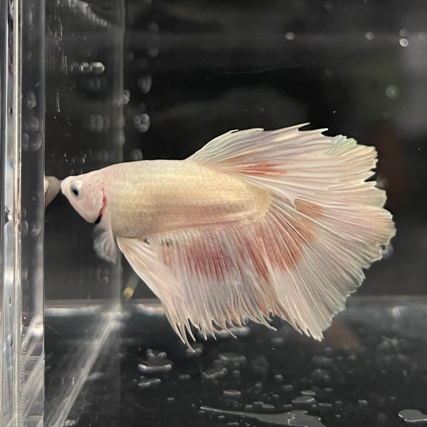 the-fish-farm Male Betta Male Betta - One Only - 7 Choose your favourite Male Betta from The Fish Farm Australia