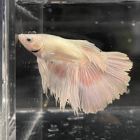 the-fish-farm Male Betta Male Betta - One Only - 7 Choose your favourite Male Betta from The Fish Farm Australia