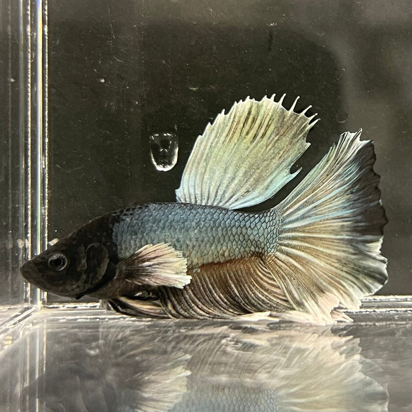 the-fish-farm Male Betta Male Betta - One Only - 7 Choose your favourite Male Betta from The Fish Farm Australia
