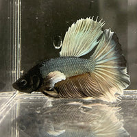 the-fish-farm Male Betta Male Betta - One Only - 7 Choose your favourite Male Betta from The Fish Farm Australia