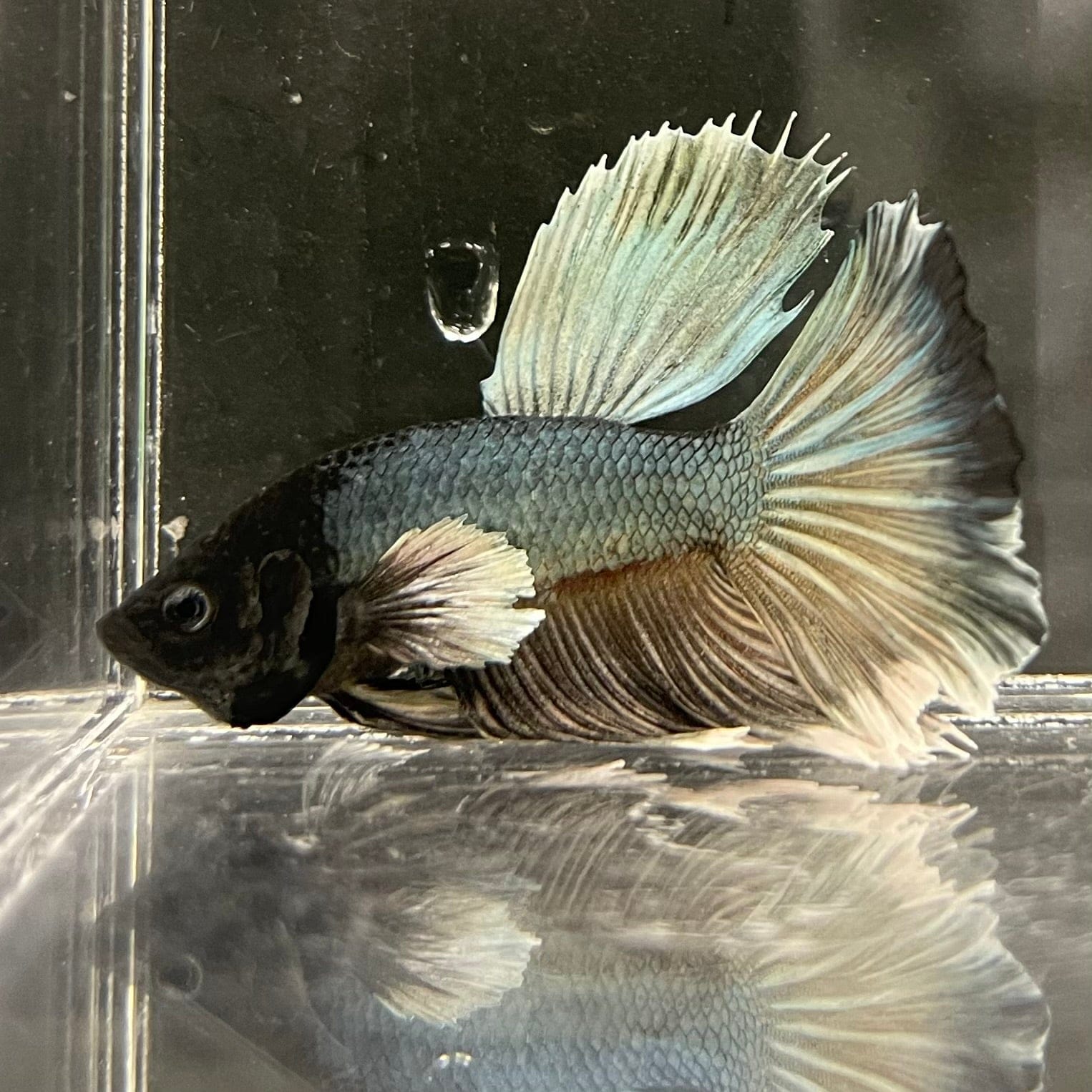 the-fish-farm Male Betta Male Betta - One Only - 7 Choose your favourite Male Betta from The Fish Farm Australia