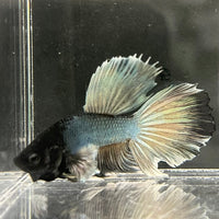 the-fish-farm Male Betta Male Betta - One Only - 7 Choose your favourite Male Betta from The Fish Farm Australia
