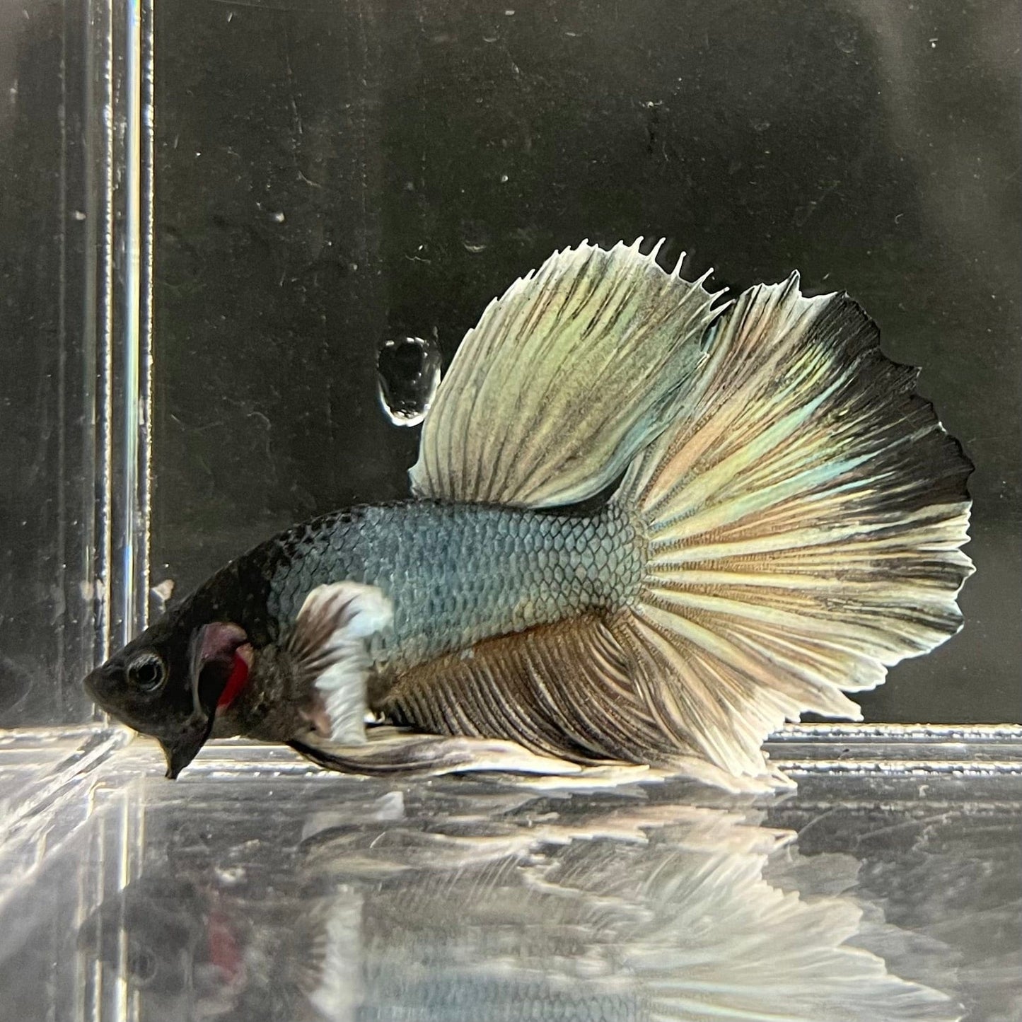 the-fish-farm Male Betta Male Betta - One Only - 7 Choose your favourite Male Betta from The Fish Farm Australia