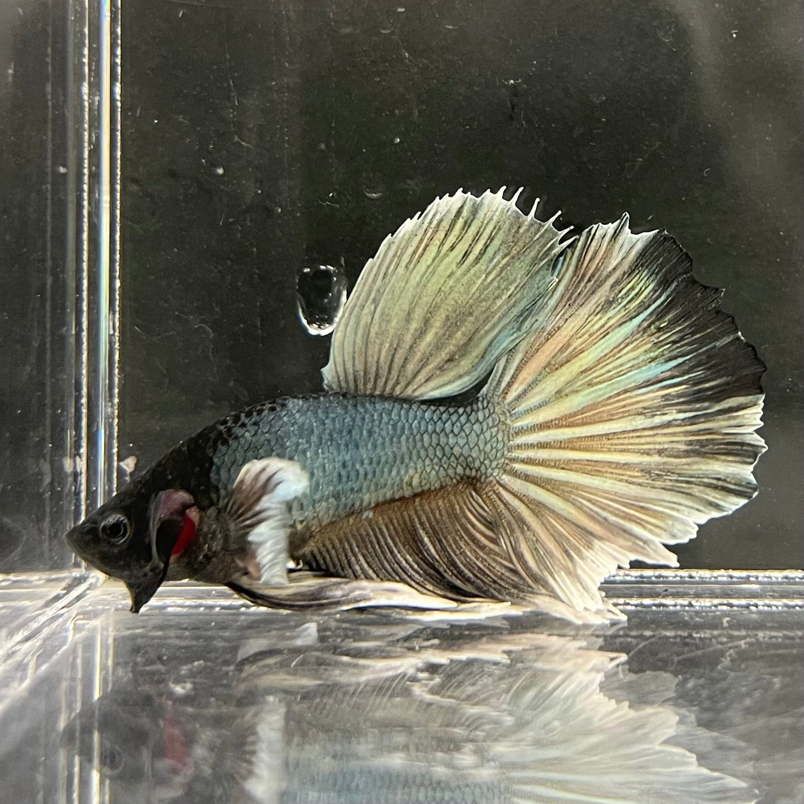 the-fish-farm Male Betta Male Betta - One Only - 7 Choose your favourite Male Betta from The Fish Farm Australia