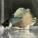 the-fish-farm Male Betta Male Betta - One Only - 7 Choose your favourite Male Betta from The Fish Farm Australia