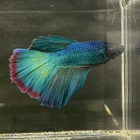 the-fish-farm Male Betta Male Betta - One Only - 7 Choose your favourite Male Betta from The Fish Farm Australia