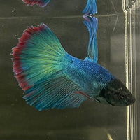 the-fish-farm Male Betta Male Betta - One Only - 7 Choose your favourite Male Betta from The Fish Farm Australia