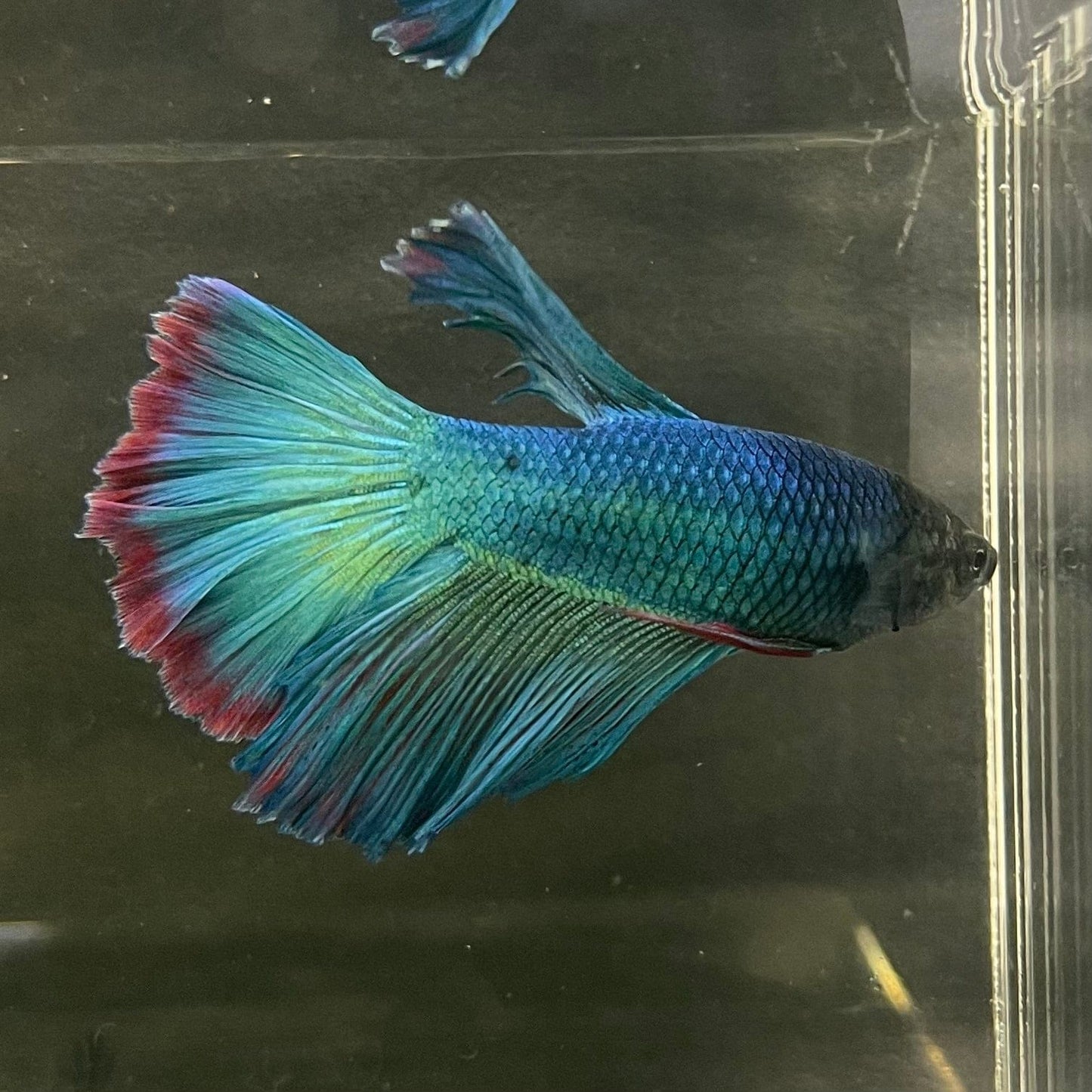 the-fish-farm Male Betta Male Betta - One Only - 7 Choose your favourite Male Betta from The Fish Farm Australia