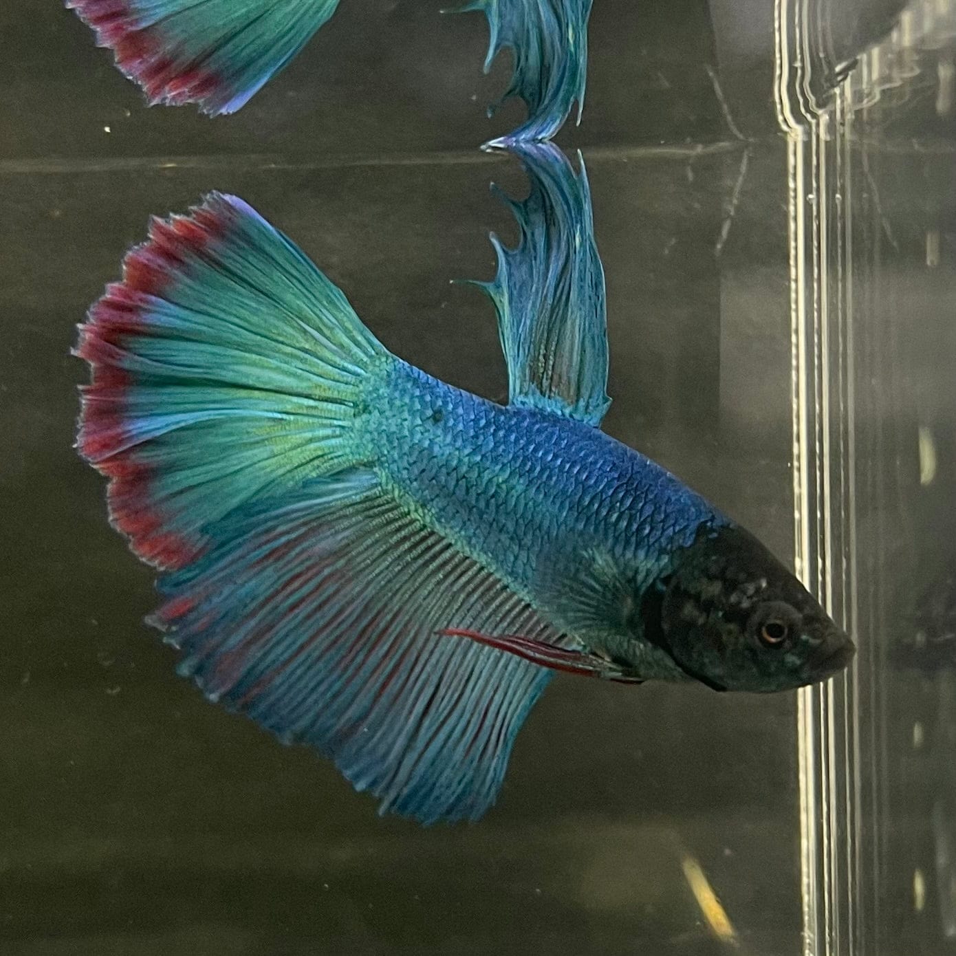 the-fish-farm Male Betta Male Betta - One Only - 7 Choose your favourite Male Betta from The Fish Farm Australia