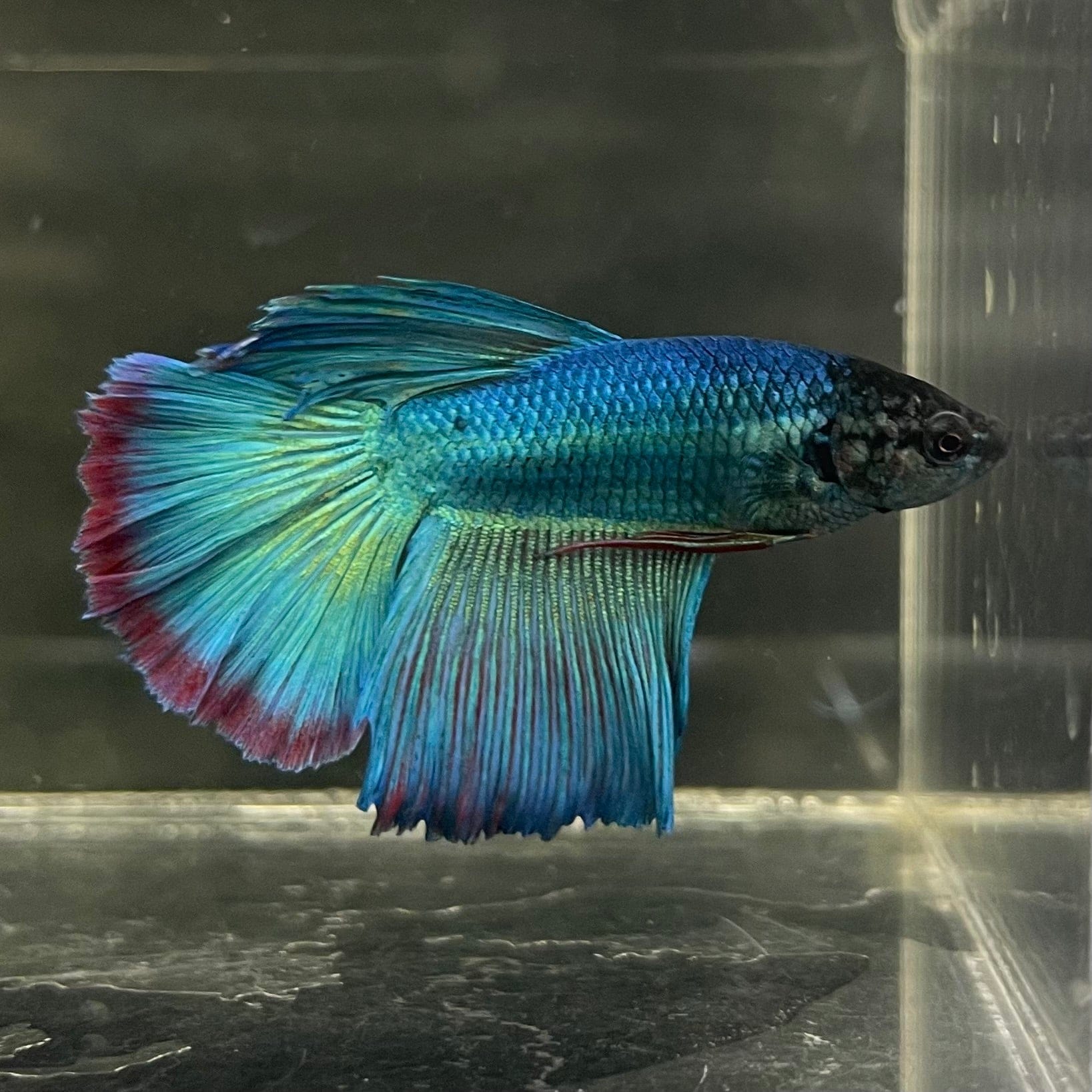 the-fish-farm Male Betta Male Betta - One Only - 7 Choose your favourite Male Betta from The Fish Farm Australia