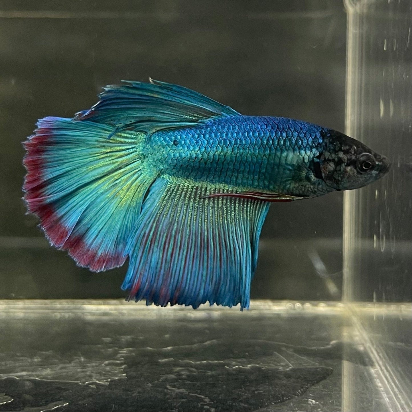 the-fish-farm Male Betta Male Betta - One Only - 7 Choose your favourite Male Betta from The Fish Farm Australia