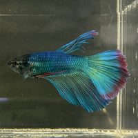the-fish-farm Male Betta Male Betta - One Only - 7 Choose your favourite Male Betta from The Fish Farm Australia