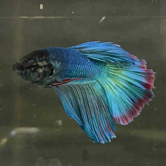 the-fish-farm Male Betta Male Betta - One Only - 7 Choose your favourite Male Betta from The Fish Farm Australia